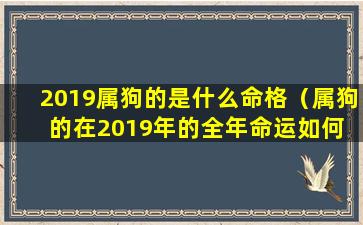 2019属狗的是什么命格（属狗的在2019年的全年命运如何 🐈 ）